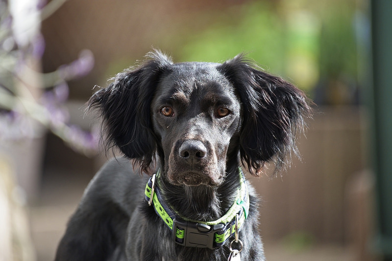 布列塔尼猎犬