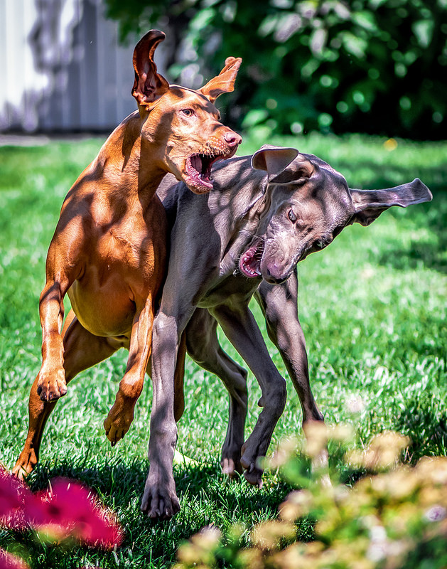 维希拉猎犬