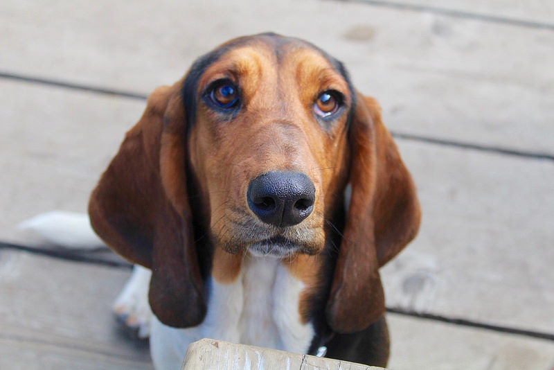 巴吉度犬