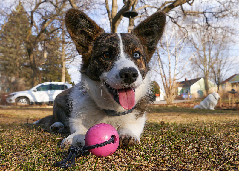 卡迪根威尔士柯基犬