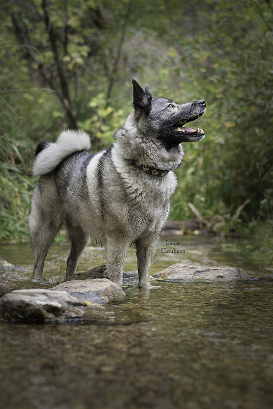 挪威猎鹿犬