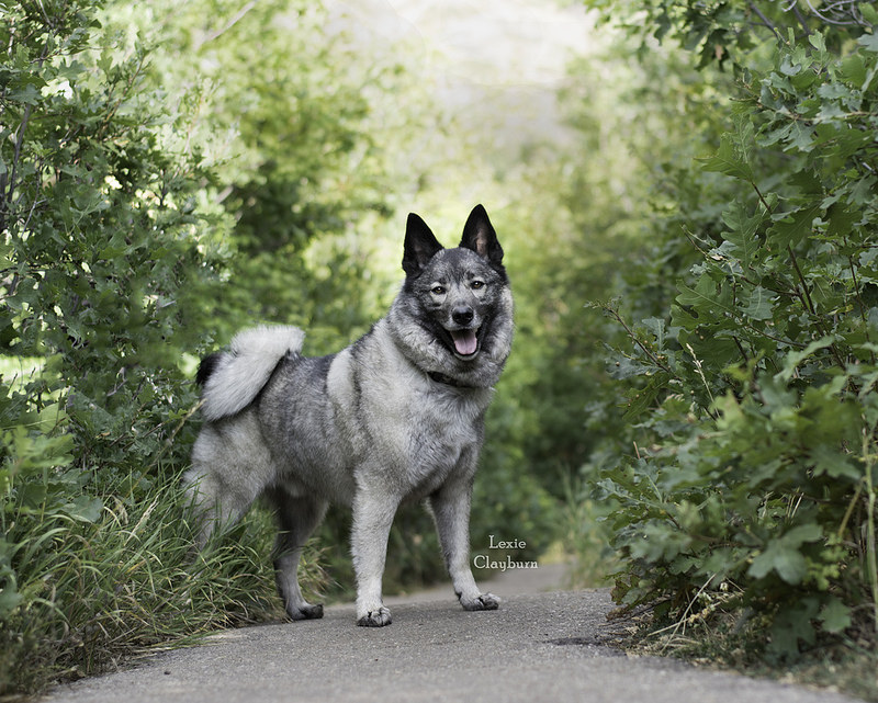 挪威猎鹿犬