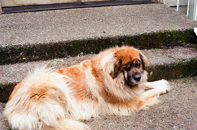 兰波格犬