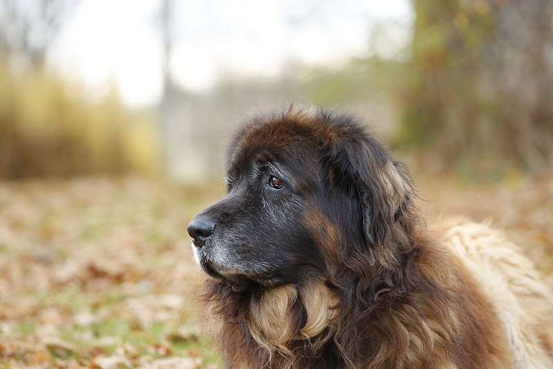 兰波格犬