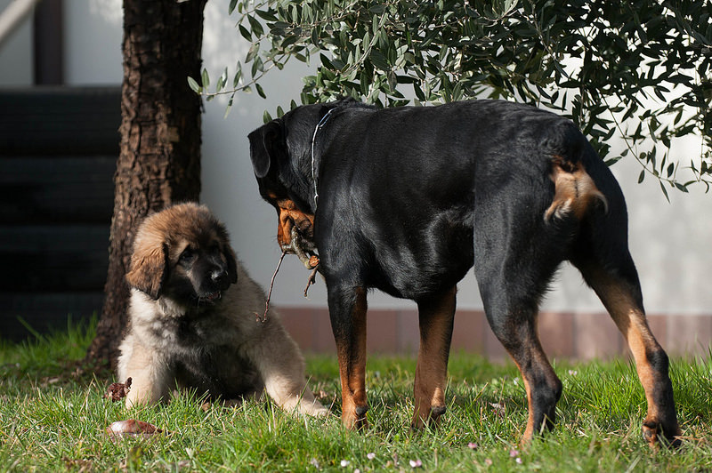 兰波格犬