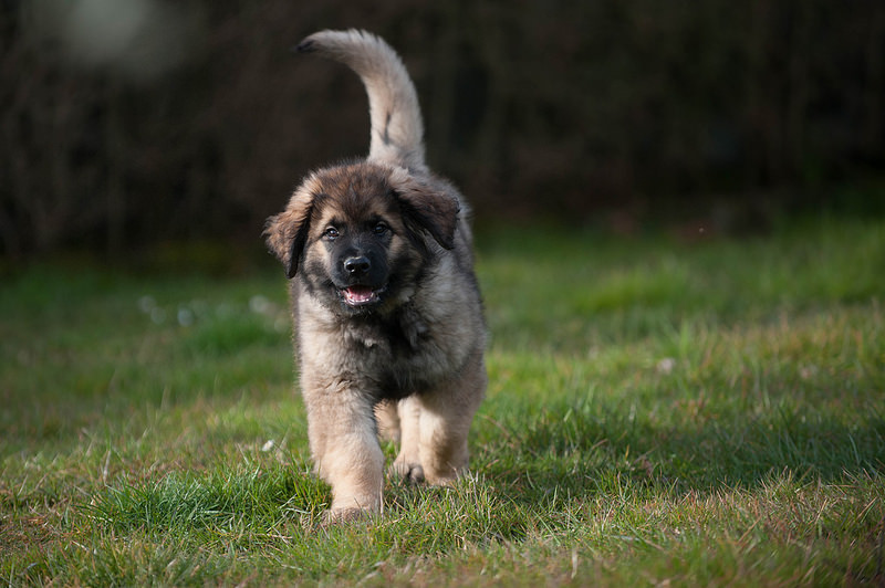 兰波格犬