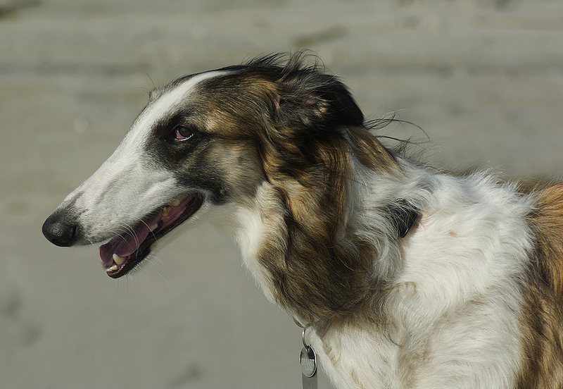 苏俄猎狼犬