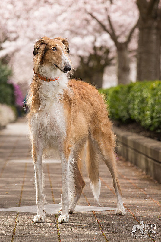 苏俄猎狼犬