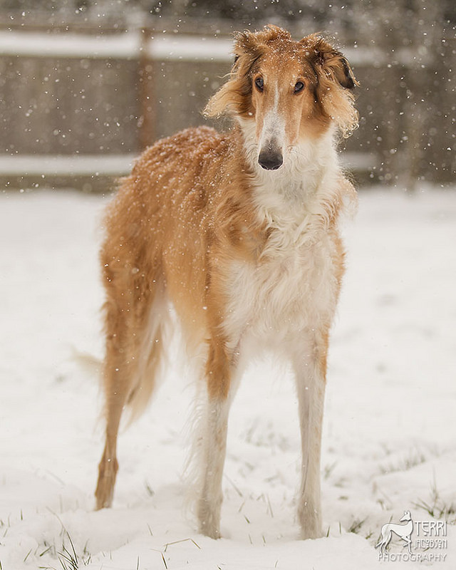 苏俄猎狼犬