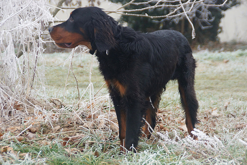 戈登雪达犬