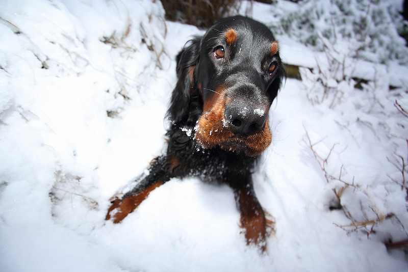 戈登雪达犬