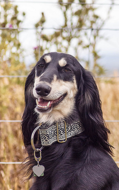 萨路基猎犬